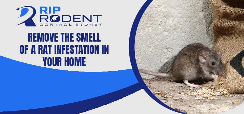 Remove The Smell Of A Rat Infestation In Your Home