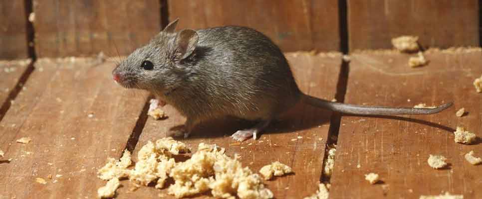 When to Call an Exterminator for Mice Infestation